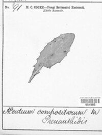Puccinia major image